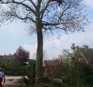 Boom rooien door klimtechniek-Hoveniersbedrijf C.K. van Mourik