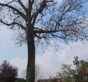 Gespecialiseerd boomwerk met behulp van boomklimmer -Hoveniersbedrijf C.K. van Mourik