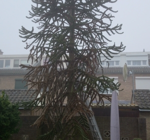 Apeboom (Auracaria auracana) - Hoveniersbedrijf C.K. van Mourik