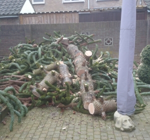 Apeboom (Auracaria auracana) gecontroleerd omgezaagd - Hoveniersbedrijf C.K. van Mourik