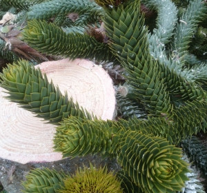 Apeboom (Auracaria auracana)  detail van vruchten, alles is gestekeld aan deze boom- Hoveniersbedrijf C.K. van Mourik