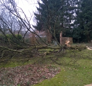 Zieke eik vellen in tuin - Hoveniersbedrijf C.K. van Mourik