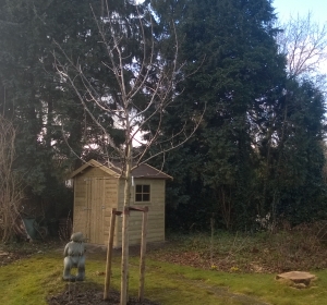 Walnoot (Juglans regia) met een dikte van 25-30 cm stamomvang geplant ter vervanging van verwijderde eik - Hoveniersbedrijf C.K. van Mourik