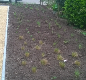 Combinatie met diverse grassensoorten en vaste planten  - Hoveniersbedrijf C.K. van Mourik