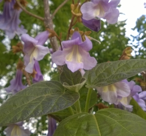 De bloemen van Paulownia tomentosa verschijnen in mei-juni aan de boom - Hoveniersbedrijf C.K. van Mourik