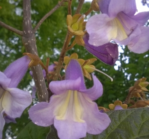 Bloeiwijze van Paulownia tomentosa - Hoveniersbedrijf C.K. van Mourik