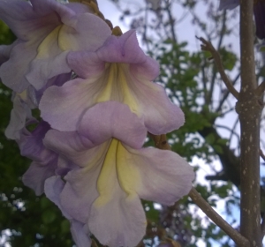 Paulownia tomentosa bloemen  - Hoveniersbedrijf C.K. van Mourik