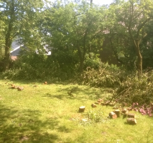 Snoeien van fruitbomen en struiken met achterstallig onderhoud - Hoveniersbedrijf C.K. van Mourik