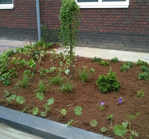 Voortuin beplanting schaduwrijk - Hoveniersbedrijf C.K. van Mourik