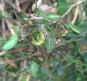 Rups van de Buxusmot, deze eten gehele Buxus aanplant in korte tijd geheel kaal. Bestrijding is mogelijk. - Hoveniersbedrijf C.K. van Mourik