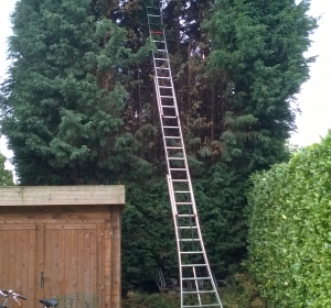 Te hoog geworden Leylandii-haag terugsnoeien tot 2 meter hoog - Hoveniersbedrijf C.K. van Mourik