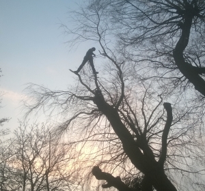 Kandelaberen van een treurwilg. Hierbij worden alle zware gesteltakken dusdanig ingekort dat de boom niet meer dreigt uit te scheuren door te zware takken. Onder andere wilgen hebben hier vaak last van. Op deze manier snoeien zorgt ervoor dat de boom