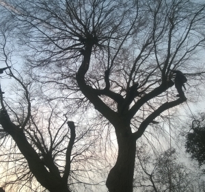 Kandelaberen van een treurwilg. Hierbij worden alle zware gesteltakken dusdanig ingekort dat de boom niet meer dreigt uit te scheuren door te zware takken. Onder andere wilgen hebben hier vaak last van. Op deze manier snoeien zorgt ervoor dat de boom