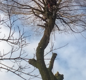 Kandelaberen van een treurwilg. Met speciale klimtechnieken wordt de boom gecontroleerd gesnoeid. Bij deze techniek zijn geen zware machines nodig zodat de boom altijd bereikbaar is. Gebouwen e.d. die in de nabijheid van de boom staan kunnen bij deze