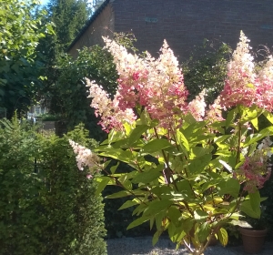 Pluimhortensia op stam - Hoveniersbedrijf C.K. van Mourik