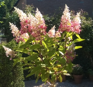 Hydrangea paniculata Pinky Winky op stam - Hoveniersbedrijf C.K. van Mourik