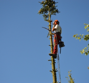 Gecontroleerd omzagen van een grote conifeer 15 meter hoog - Hoveniersbedrijf C.K. van Mourik