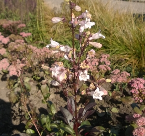 Penstemon - Hoveniersbedrijf C.K. van Mourik