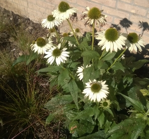 Echinacea purpurea Alba - Hoveniersbedrijf C.K. van Mourik