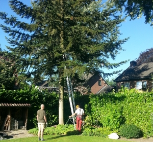 Gecontroleerd kappen van een Abies - Hoveniersbedrijf C.K. van Mourik