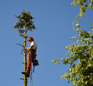 Gecontroleerd kappen van een Abies - Hoveniersbedrijf C.K. van Mourik