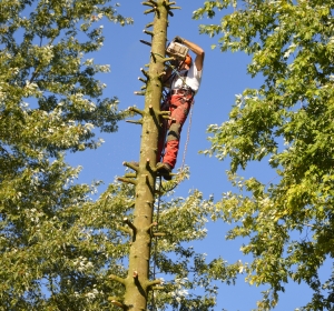 Klimtechniek gebruiken bij het kappen van een conifeer - Hoveniersbedrijf C.K. van Mourik