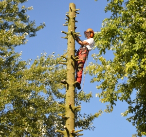 Gecontroleerd kappen van een Abies - Hoveniersbedrijf C.K. van Mourik