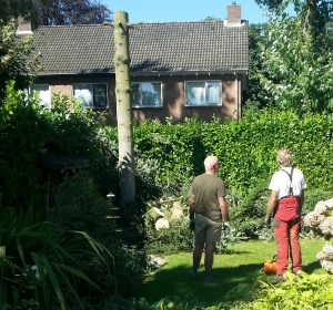 Laatste deel van de stam vellen - Hoveniersbedrijf C.K. van Mourik