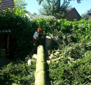 Laatste deel van de stam vellen - Hoveniersbedrijf C.K. van Mourik