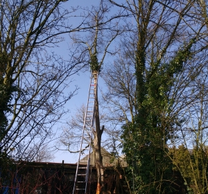 Els met zware stormschade omgehaald - Hoveniersbedrijf C.K. van Mourik