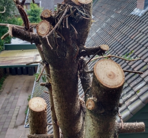 Rooien van grote boom - Hoveniersbedrijf C.K. van Mourik Geldermalsen Tiel Culemborg