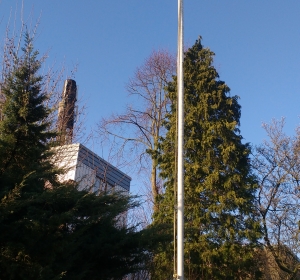 Snoeien en verwijderen bomen en coniferen - Hoveniersbedrijf C.K. van Mourik Geldermalsen