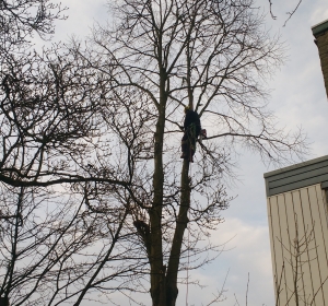 Knotten van een Lindeboom - Hoveniersbedrijf C.K. van Mourik Geldermalsen