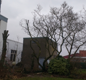 Groot snoeiwerk in Buren - Hoveniersbedrijf C.K. van Mourik Geldermalsen