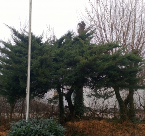 Groot onderhoud snoeien tuin. - Hoveniersbedrijf C.K. van Mourik Geldermalsen