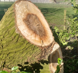 Stammen van 60 en 80 cm doorsnede - Hoveniersbedrijf C.K. van Mourik Geldermalsen