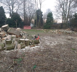 Grote bomen vellen - Hoveniersbedrijf C.K. van Mourik Geldermalsen Tiel Culemborg