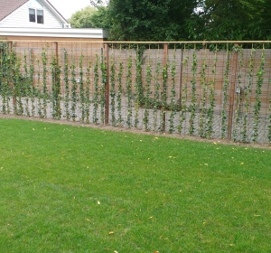 Tuinafscheiding van betongaas met klimop Hoveniersbedrijf C.K. van Mourik Geldermalsen - Tiel - Culemborg