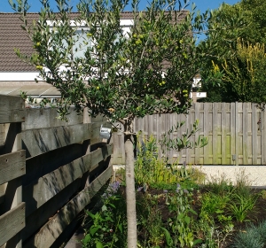 Olijfboom (Olea europaea) Hoveniersbedrijf C.K. van Mourik Geldermalsen - Tiel - Culemborg