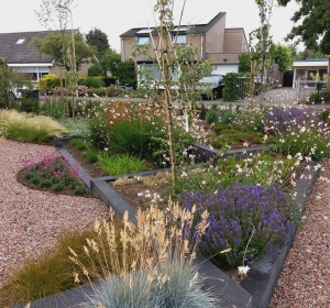 Tuin met verhoogde borders halfjaar na aanleg  - Hoveniersbedrijf C.K. van Mourik West-Betuwe Geldermalsen Tiel Culemborg