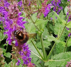 Salvia  - Hoveniersbedrijf C.K. van Mourik West-Betuwe Geldermalsen Tiel Culemborg